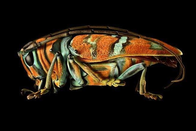 Jewel Longhorned Beetle
