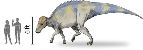 Brachylophosaurus Scale