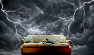 خوف الكلاب من العاصفة