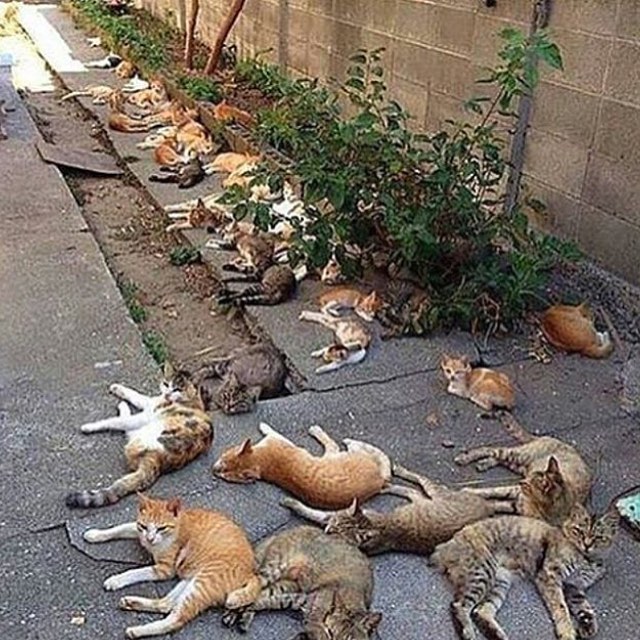 lovecats – meowtagram