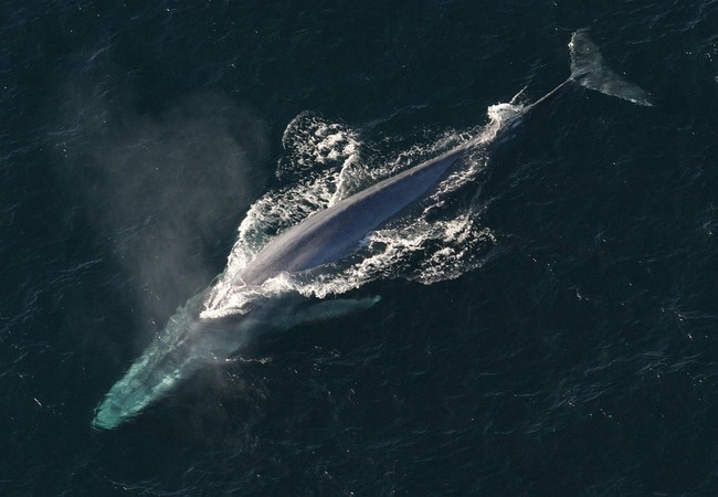 Blue Whale 1198719 960 720