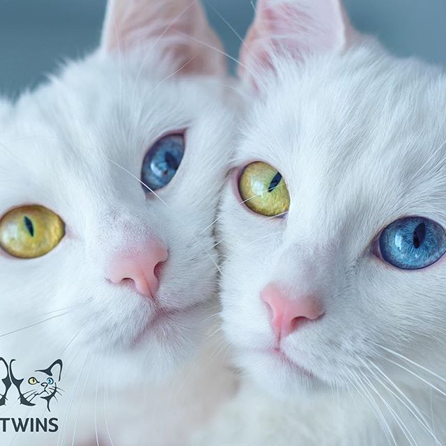  lovecats – sis.twins