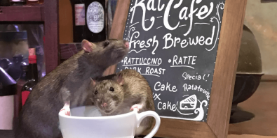 A Café Is Charging $50 To Drink Coffee Surrounded By Rats