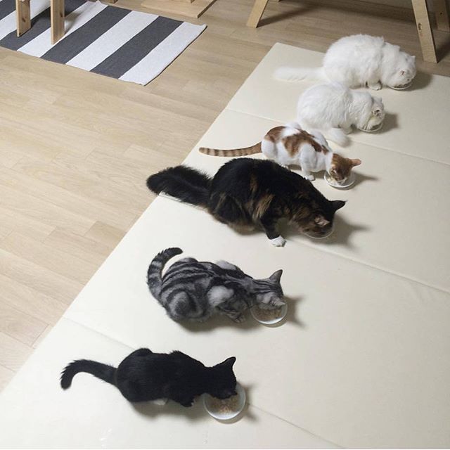  lovecats – gato_cats