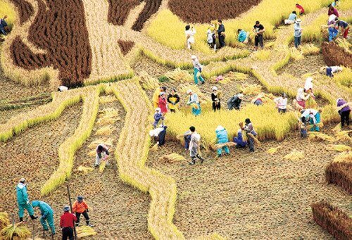 حقول الأرز 