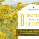 Helichrysum Essential Oil Uses