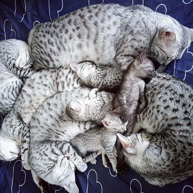  lovecats – gato_cats