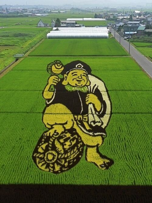 حقول الأرز 