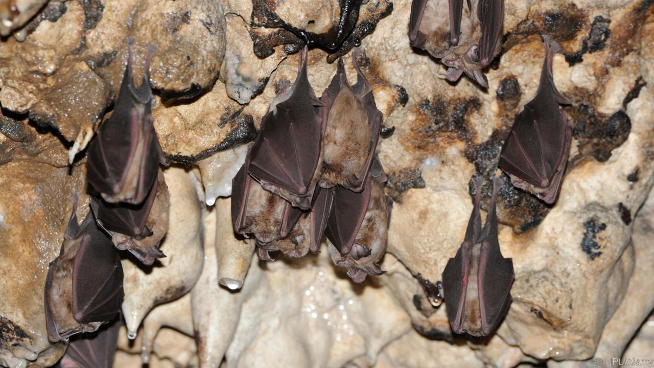 الخفافيش في الكهوف