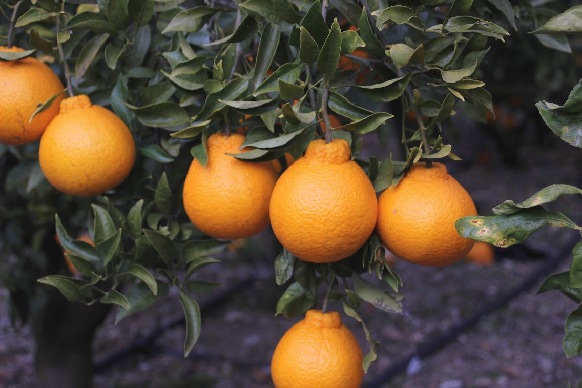 春柑橘の生育状況。