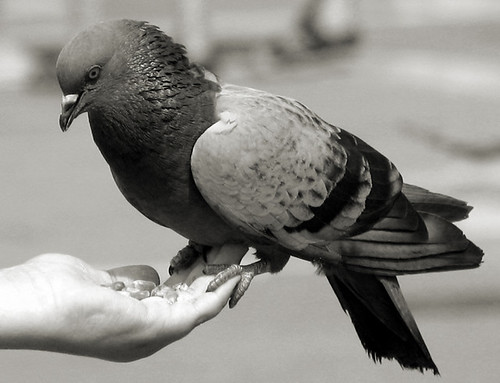 pigeon on hand