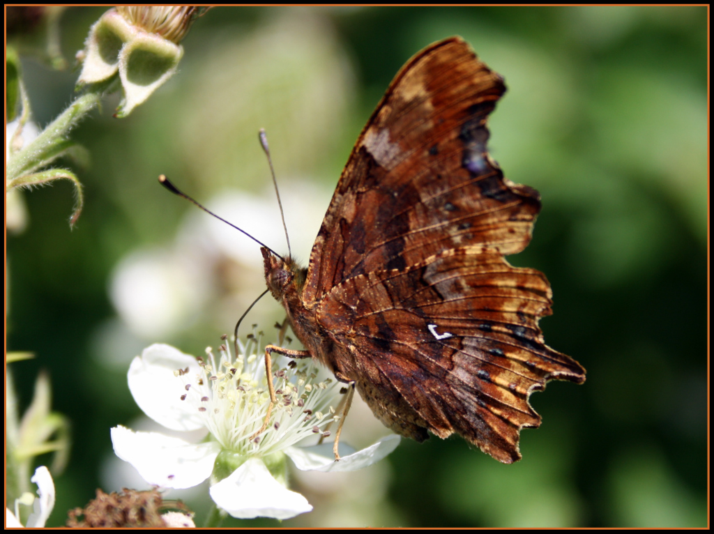 Butterfly-Comma