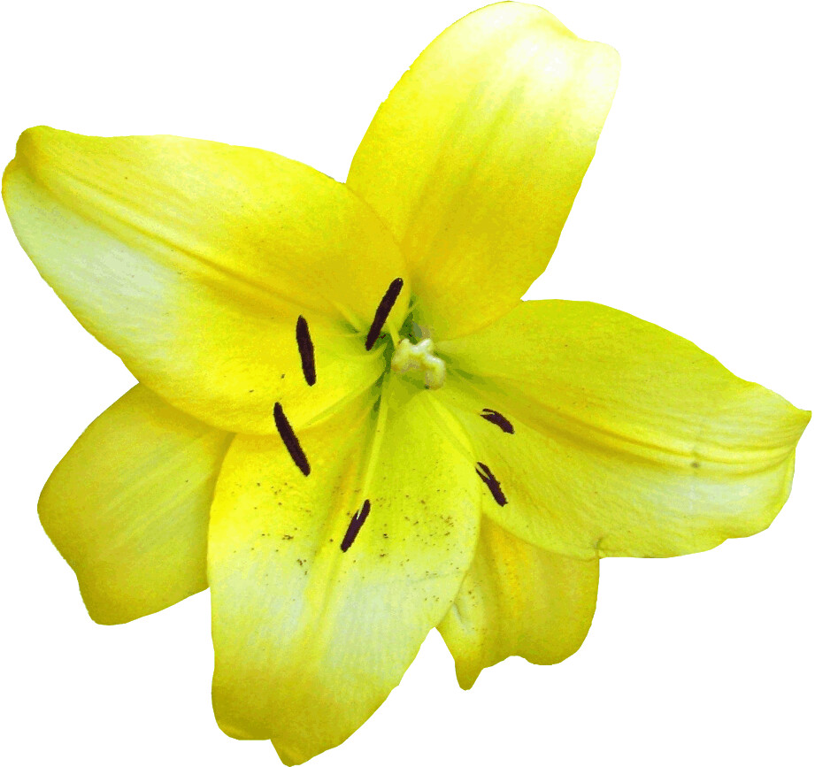 clipart of yellow flowers - photo #33