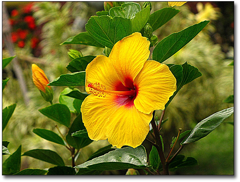 Hawaii-Blume / Hawaiian Flower / Hibiscus