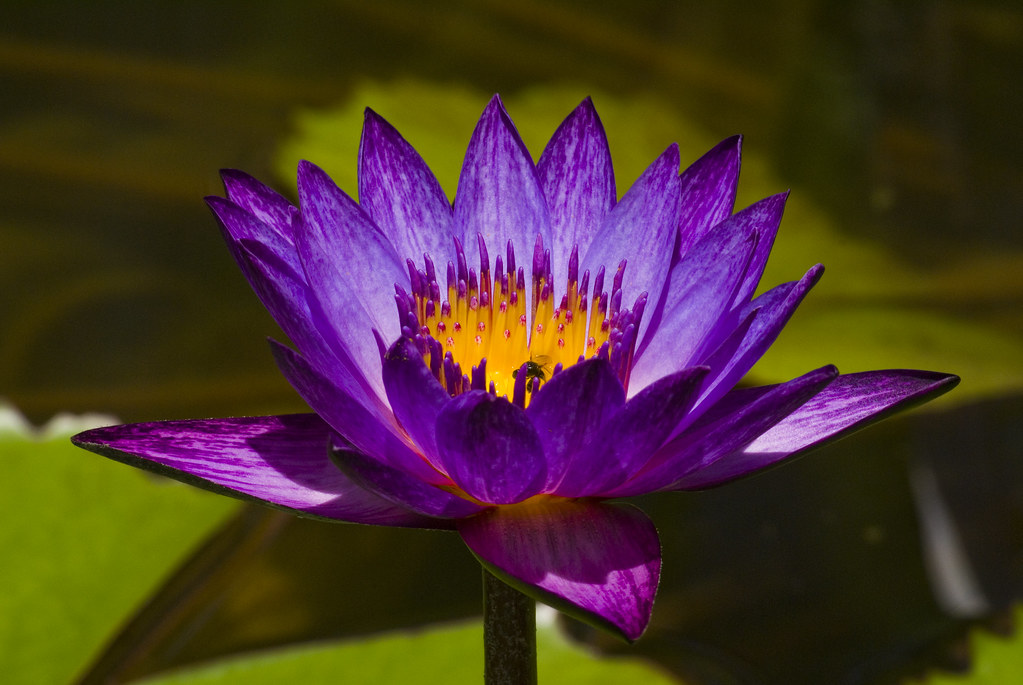 Glowing Tropical Water Lily (HDR)