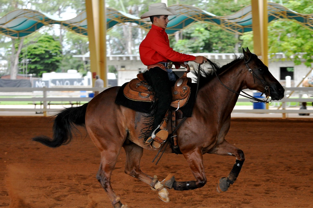 HORSE MUSCLE ANATOMY | HORSE MUSCLE ANATOMY