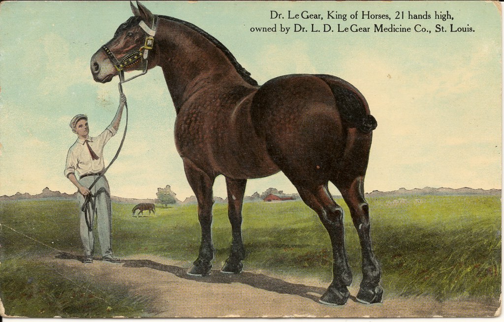 Dr. Le Gear, King of Horses