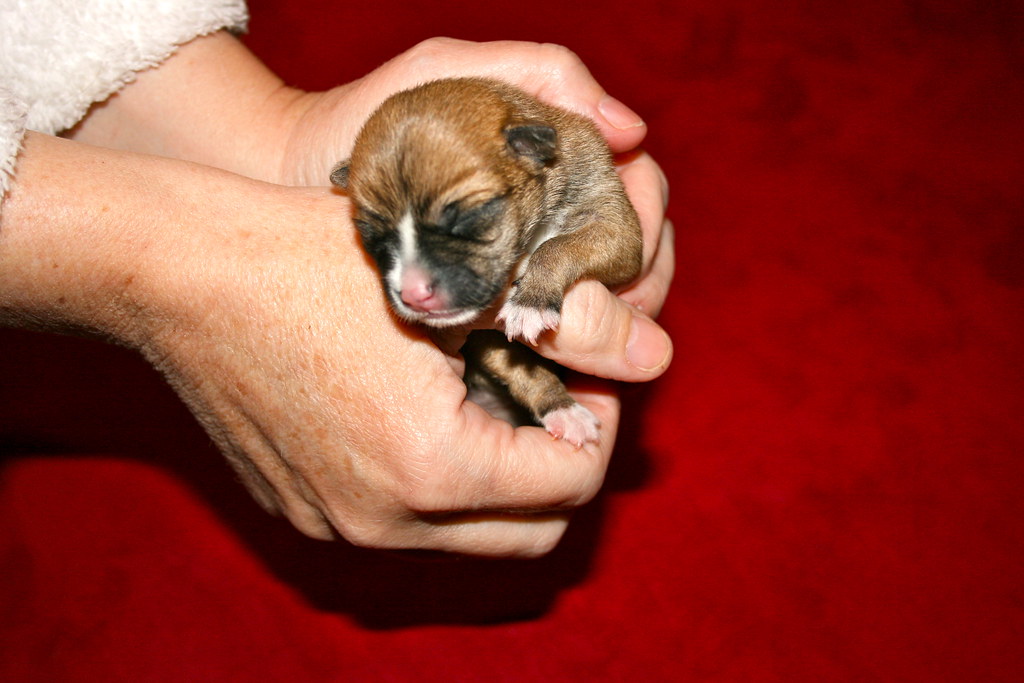 Chihuahua Rat Terrier Mix Puppies