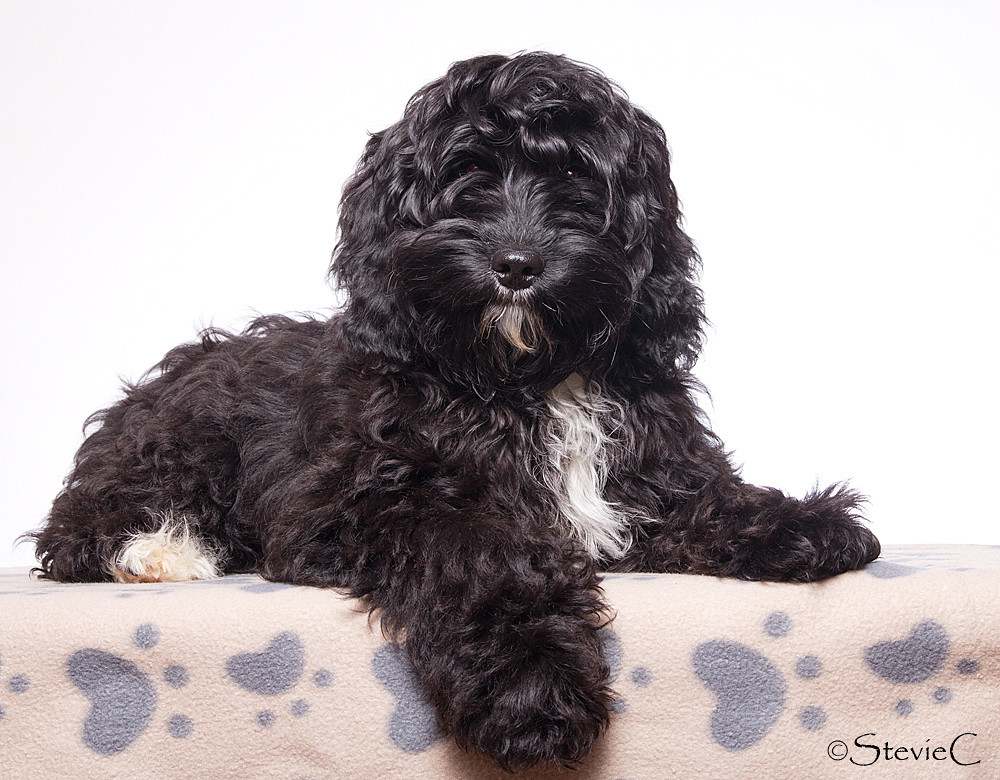 cockapoo puppies for sale in the southwest