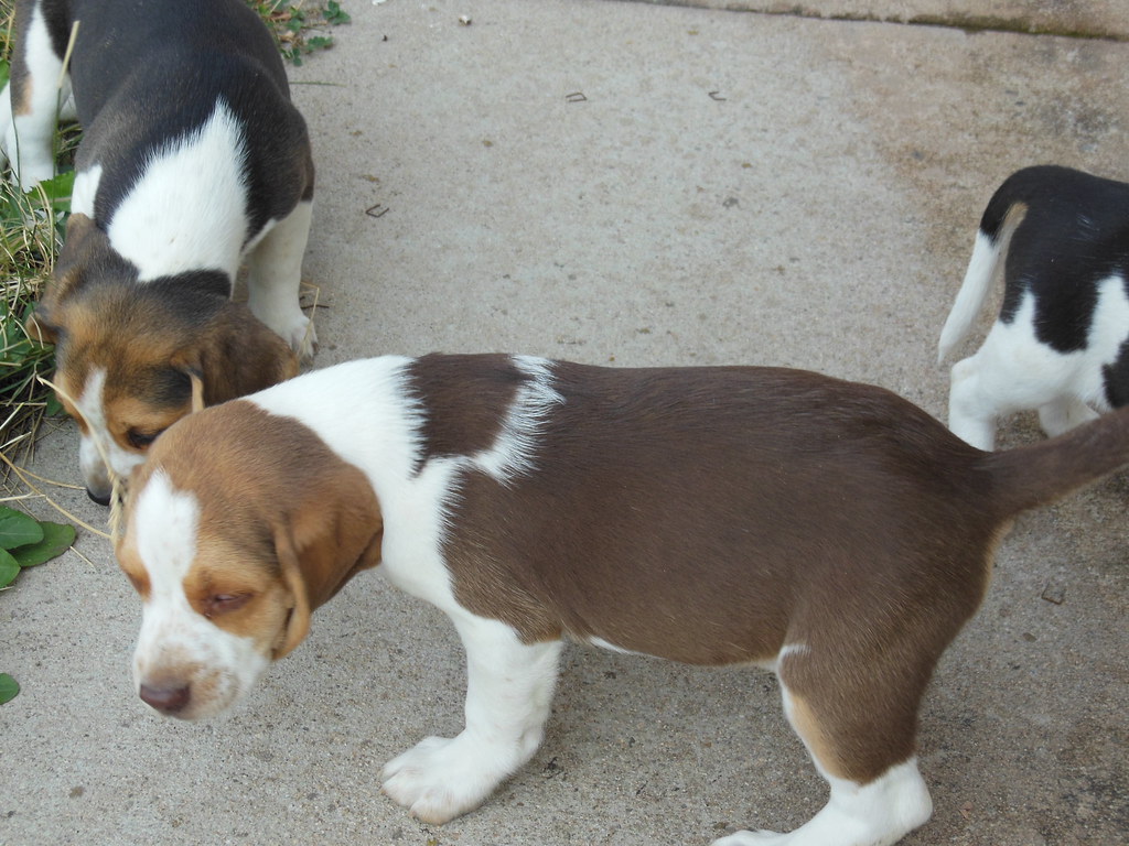 beagle puppies for sale california bay area