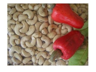 Cashew seed extract an effective anti-diabetic