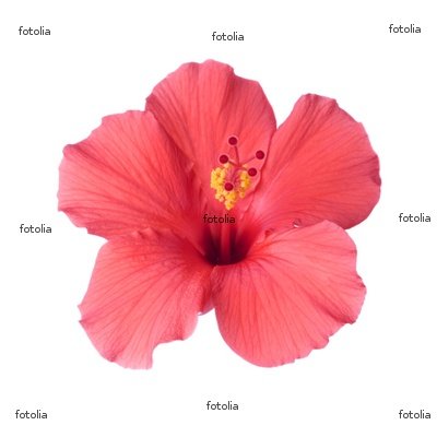 Wallmonkeys Peel and Stick Wall Graphic - Tropical Hibiscus - 18
