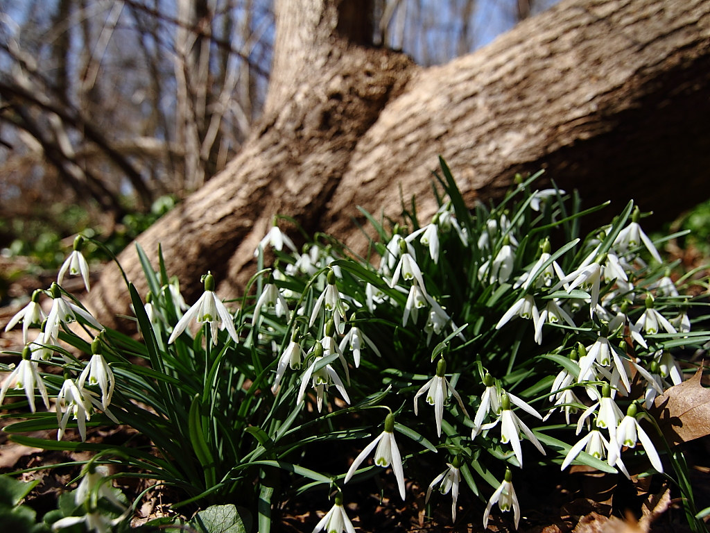 Snowdrops -- Spring Flowers