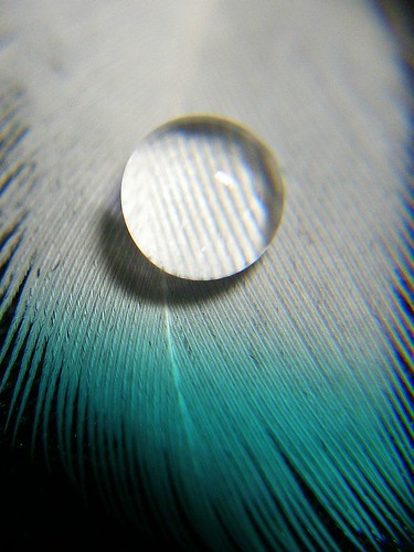 Waterdrop on a feather