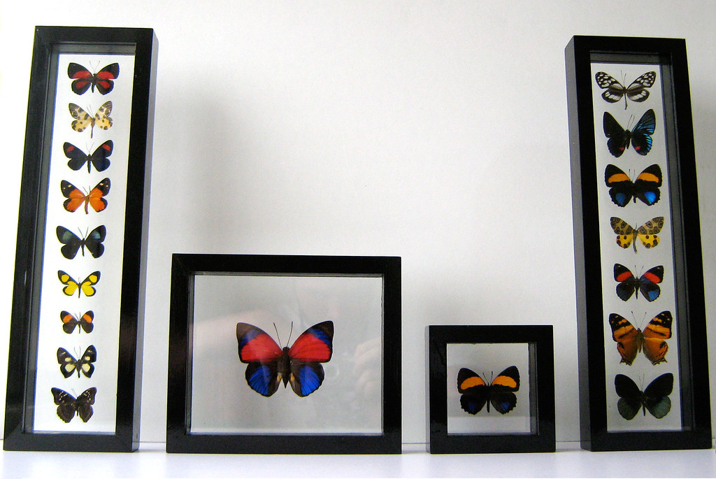 Colorful Mounted Butterfly Art Gifts for Wall Decor in Black Frames