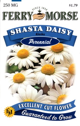 Ferry-Morse 1141 Shasta Daisy Perennial Flower Seeds, Alaska (250 Milligram Packet)