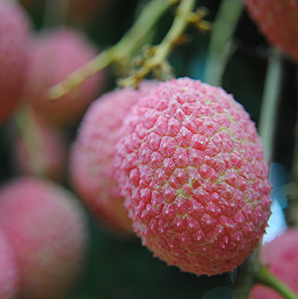 Lychee berries... a texture to remember, a taste to savor!