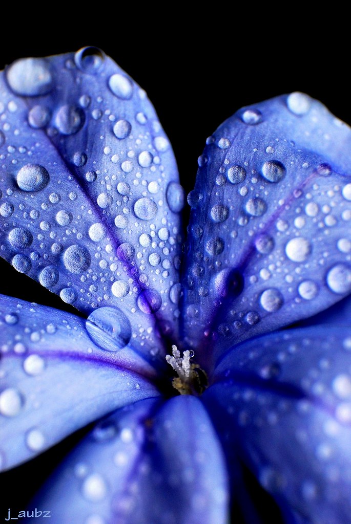 Blue Flower - Plumbago