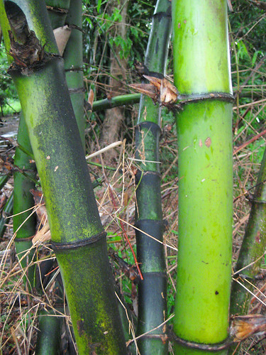 Bayog Bamboo