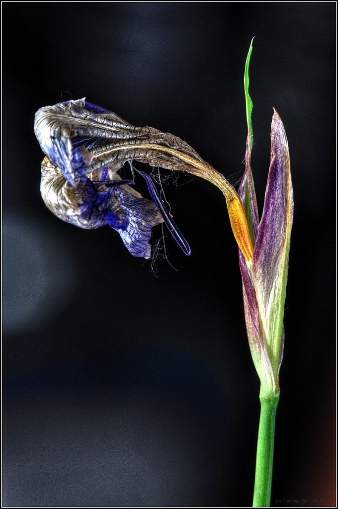 Dried-Out Dutch Iris - HDR