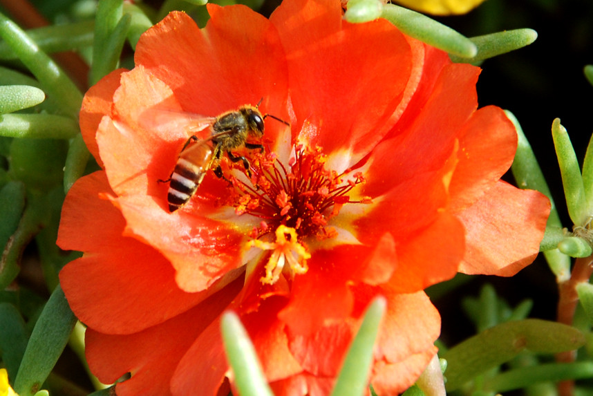 fragrance is to flower, honey is to bee