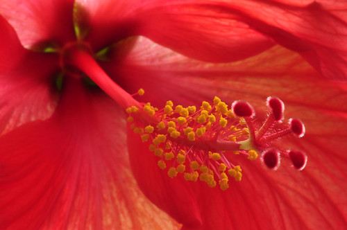 121 0022 1 72 - Red Hibiscus Flower