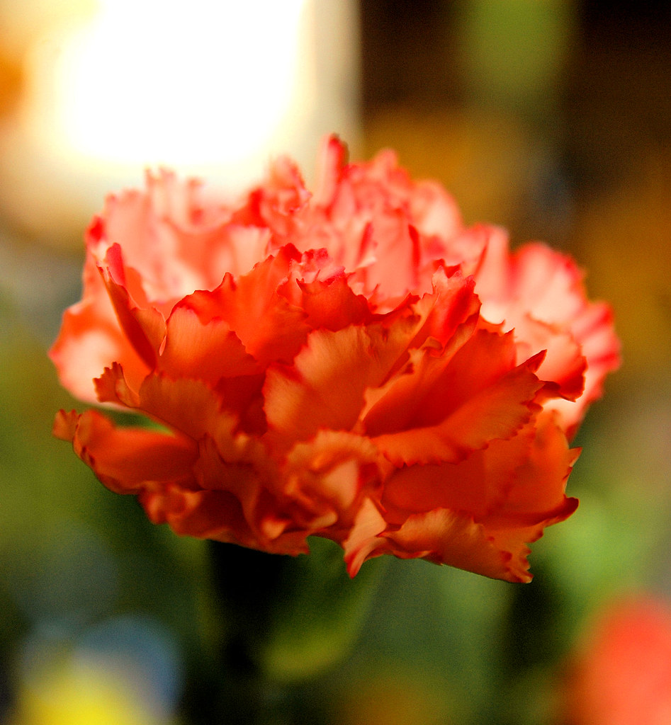 A Carnation for You