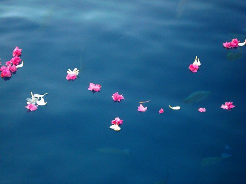 Hotel Bora Bora - Flower petals on the water