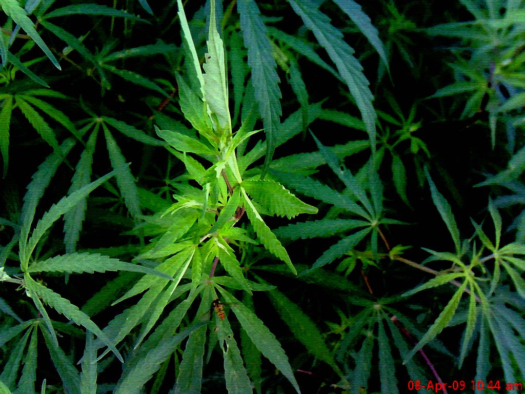marijuana #  #  Hindi: Ganja # #