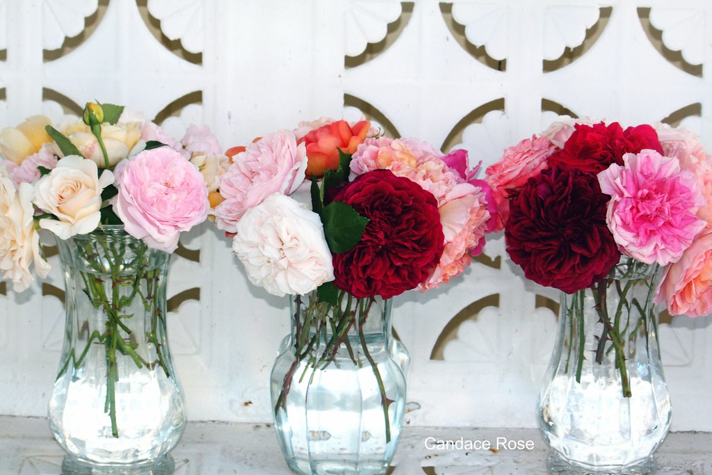 Glam English Rose Bouquets in Vases