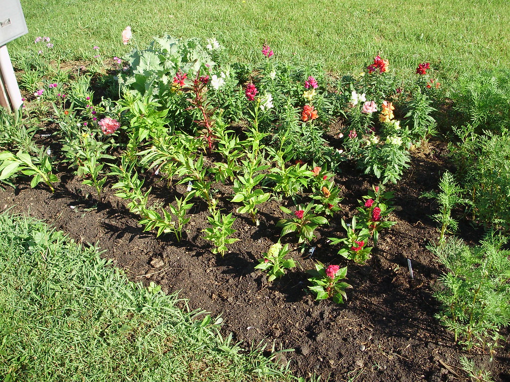 Annual flower bed