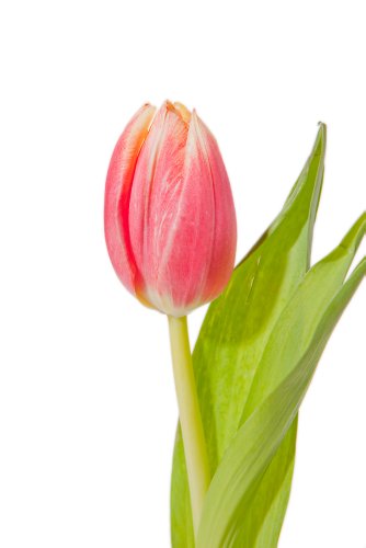 150 Pink Tulips Direct From Holland - Wholesale Flowers