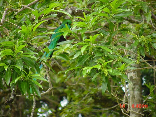 Quetzal (Pharomachrus mocinno)