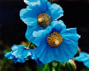 25 Poppy Flower Seeds. Himalayan Blue Poppies. Meconopsis Betonicifolia.
