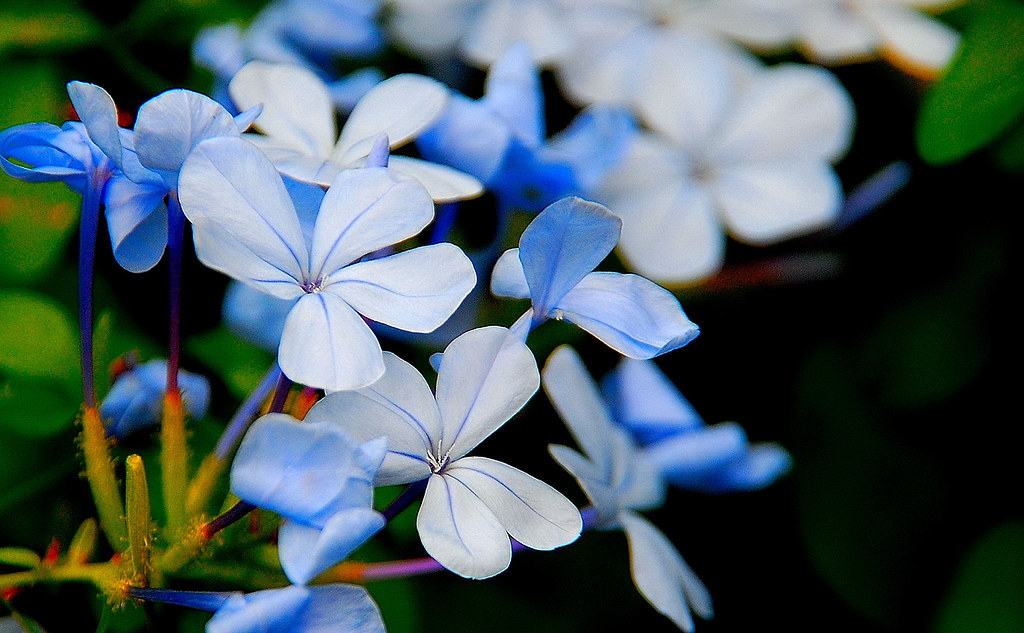 Blue Flowers for Blue Monday