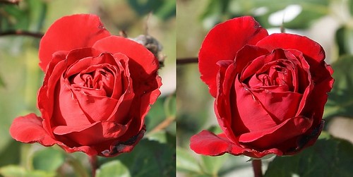Red Rose test: Canon EOS 400D vs. Sony Alpha DSLR a300 / a200