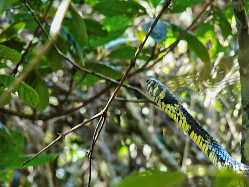 Cobra Caninana (Spilotes pullatus) - Fazenda do Lobo - Wolf's Farm - Brazil