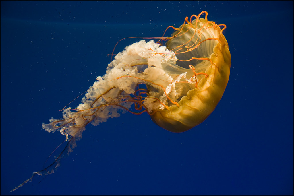 USA - Baltimore - National Aquarium (Pacific Sea Nettle)