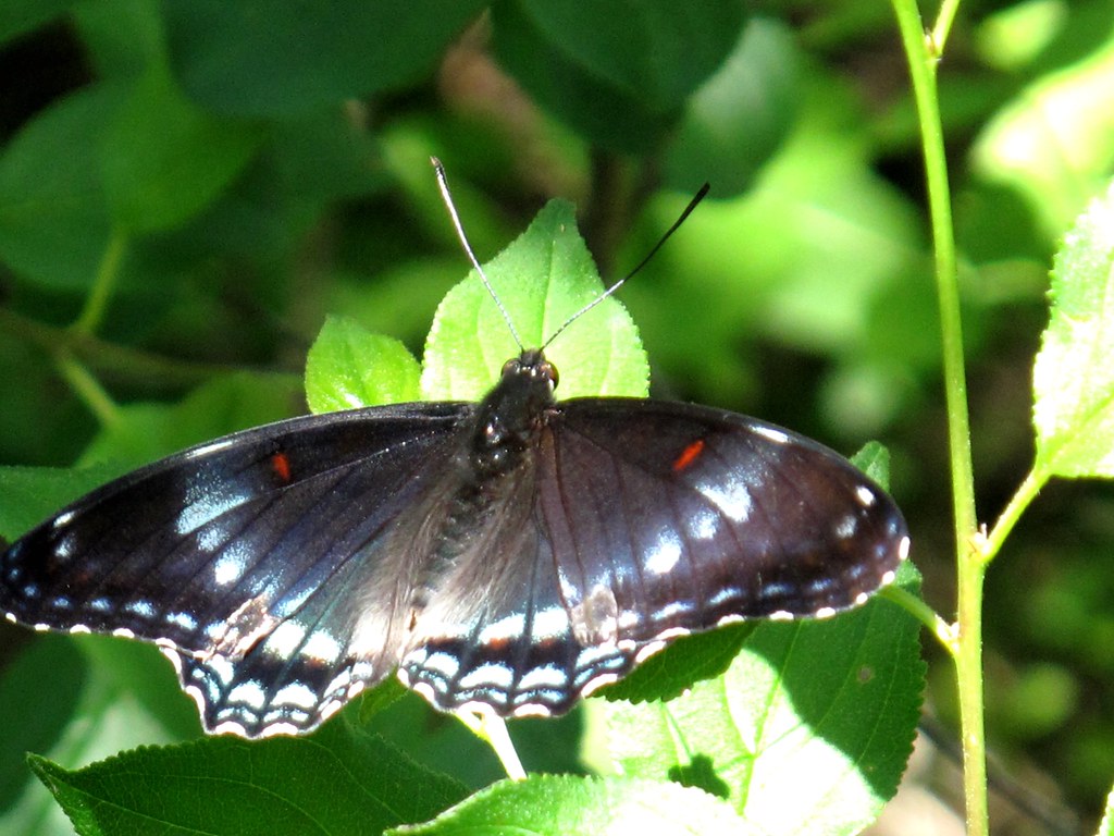 Sunlit Dorsal View - Red Spotted Purple / White Admiral hybrid Butterfly