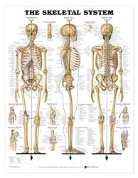 Skeletal System 3D Raised Relief Chart - Item #: 9781587790652